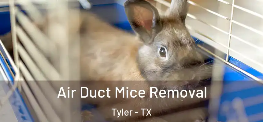 Air Duct Mice Removal Tyler - TX